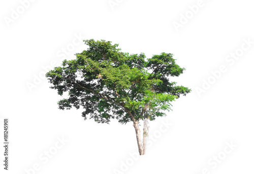 Green tree on white isolated