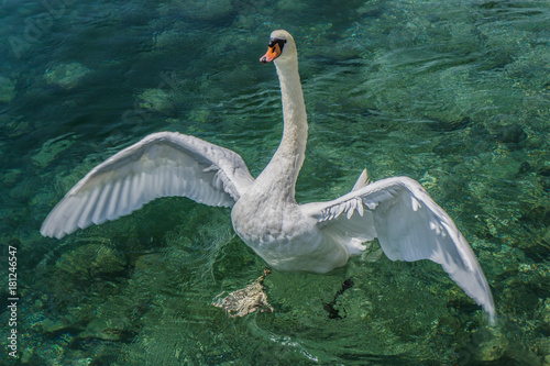 swiss swan © AlehAlisevich