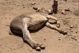 An adult donkey is lying on the ground because of the exreme heat in summer in Crete Island, Greece.