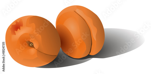 Two apricots isolated