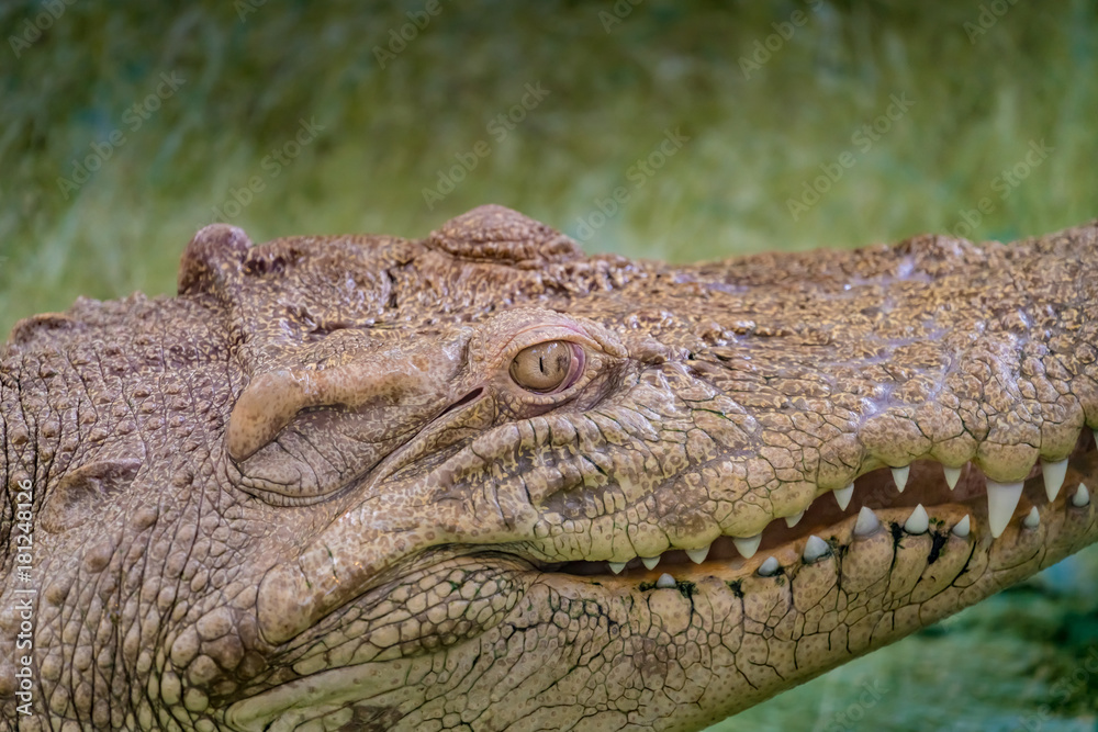 Obraz premium White Crocodile in the zoo