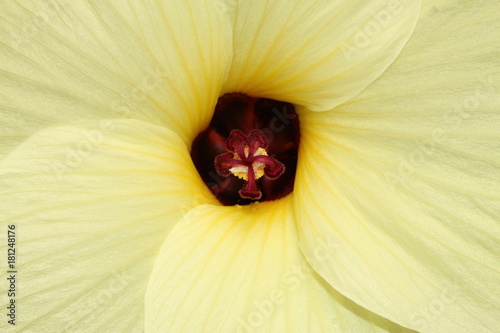 Close-up yellow 