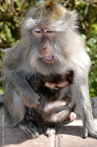 Indonesian monkey with cub. © ALEX