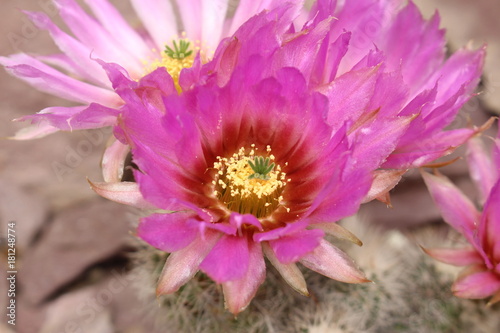 Pink  Hedgehog Cactus  flower  or Lace Cactus  in St. Gallen  Switzerland. Its Latin name is Echinocereus Reichenbachii var. Reichenbachii  native to southwest USA and northern Mexico.