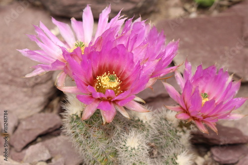 Pink  Hedgehog Cactus  flower  or Lace Cactus  in St. Gallen  Switzerland. Its Latin name is Echinocereus Reichenbachii var. Reichenbachii  native to southwest USA and northern Mexico.