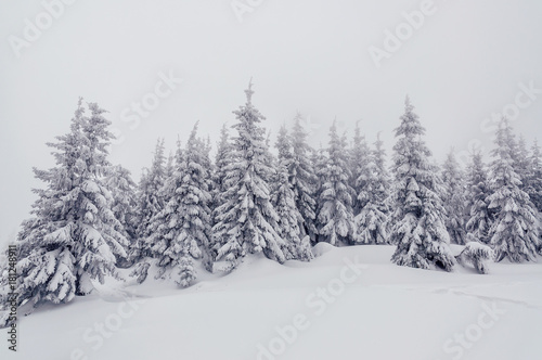 snow-cowered fir trees © Volodymyr Shevchuk