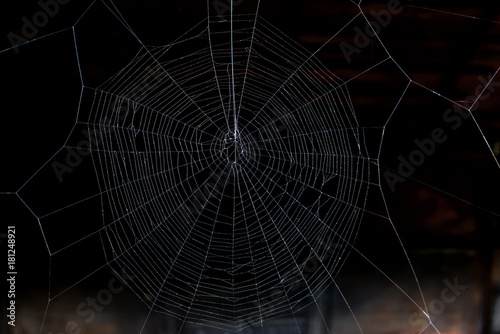 spider web on black