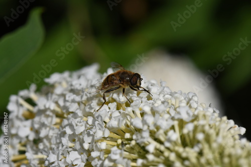 Fliege auf Sommerflieder © fotograupner