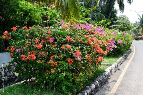 Fototapeta Naklejka Na Ścianę i Meble -  Indonesian tropical plants