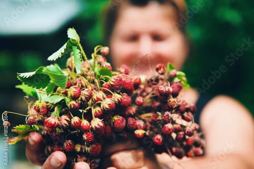 Wild strawberries in a bouquet. A bunch of forest berries in middle aged woman hand. Picking fruits in the garden photo