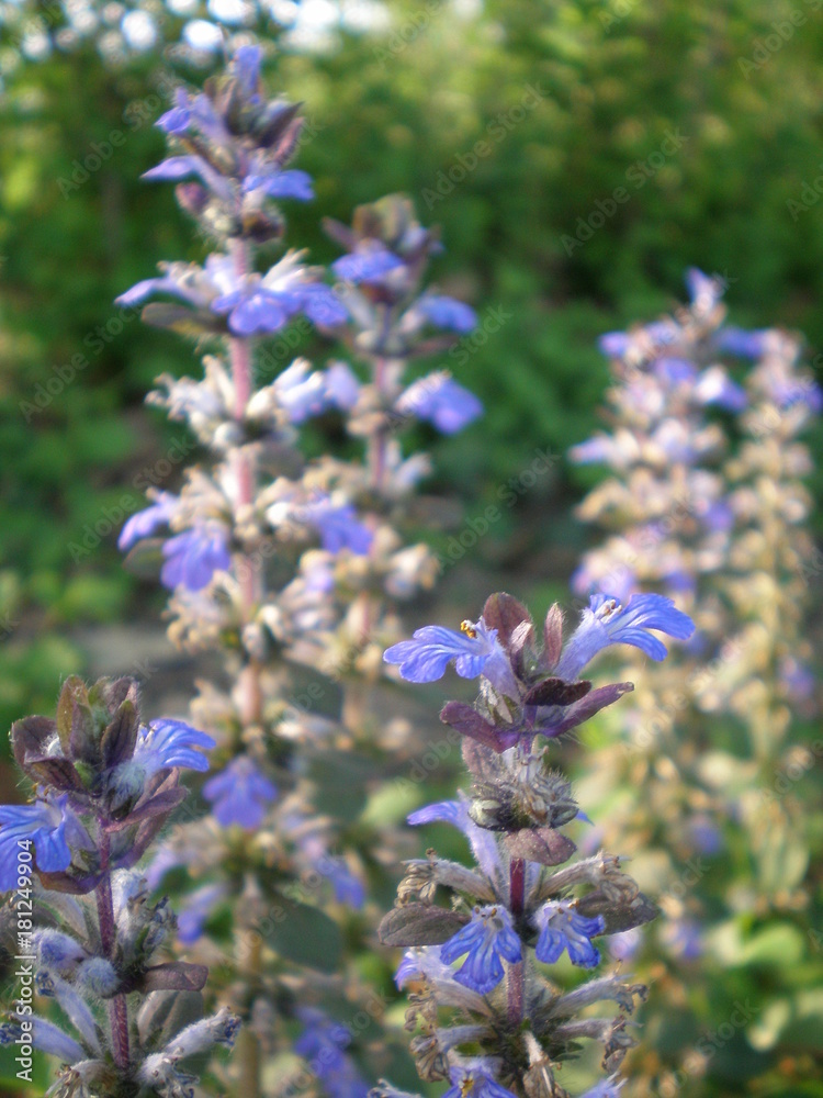 Fototapeta premium Fleurs bleues
