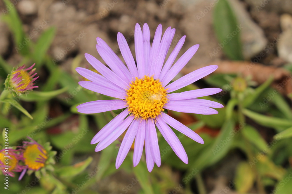 Obraz premium Purple-blue