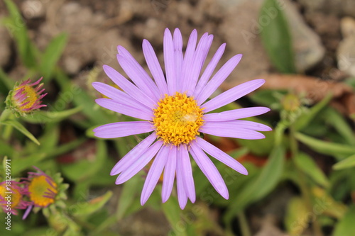 Purple-blue  Farrer s Aster  flower with orange disc in St. Gallen  Switzerland. Its Latin name is Aster Farreri  Syn Erigeron Farreri   native to western China and Tibet.