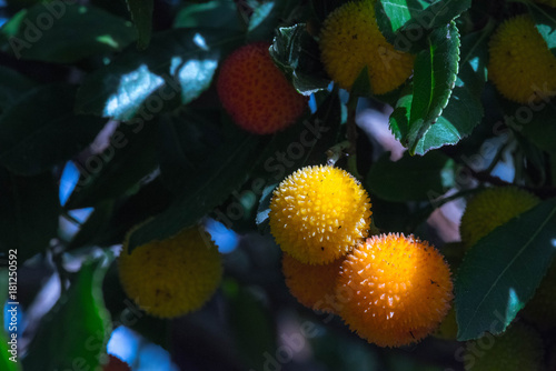 tree with ripe tropical multicolored fruits, lychees
