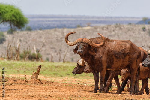 Family of African Buffalo