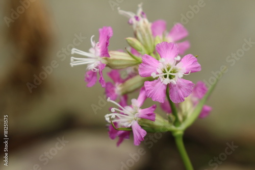 "Chuntien Campion" flowers (or Catchfly, Chuntien-Leimkraut) in St. Gallen, Switzerland. Its Latin name is Silene Chungtienensis (Syn Melandrium Chungtienense), native to Yunnan in China.