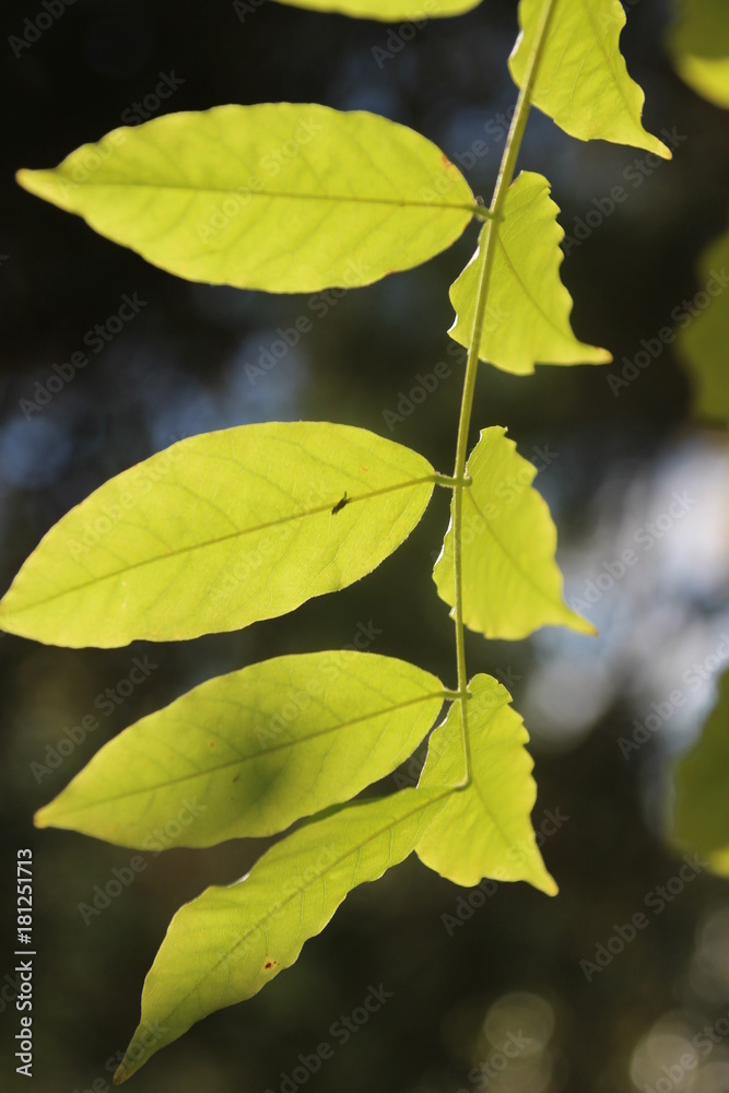 Nahaufnahme von einem Blatt