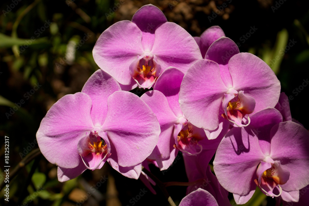Orchids. Beautiful orchid blossom in the garden. Orchids. Beautiful orchid blossom in the garden.