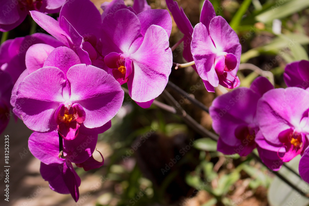 Orchids. Beautiful orchid blossom in the garden. Orchids. Beautiful orchid blossom in the garden.