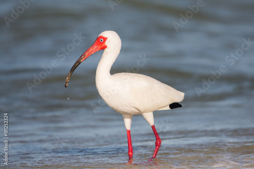 American white ibis walking on the seashore (Eudocimus albus), Florida, United states