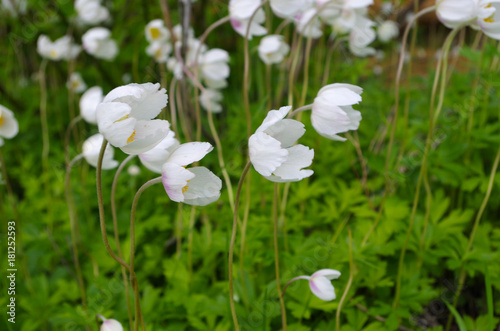 white tender flowers - anemone sylvestris (snowdrop anemone)