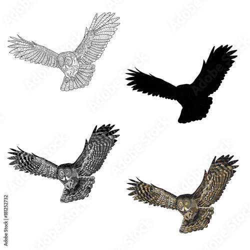 Vector illustration. An image of a flying owl. Black and white line, silhouette, black and white, gray and color image.