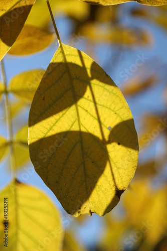 Blatt im Himmel