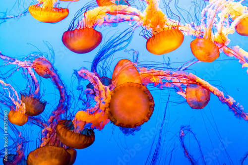 Jellyfish chaos © Florian