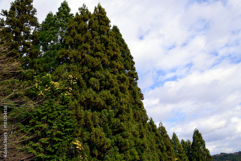 Green wall. Forest of Japanese red cedar - Cryptomeria. 