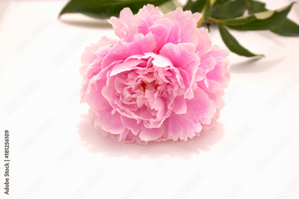 Peony. Beautiful pink flower. Fresh summer plant. Macro. Peony. Beautiful pink flower. Fresh summer plant. Macro.