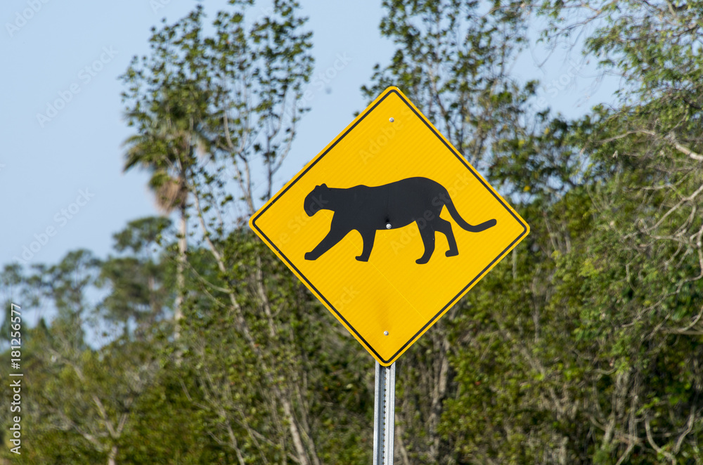 Obraz premium Znak drogowy, Florida Puma, Florida Panther, Puma concolor coryi, Floryda, USA