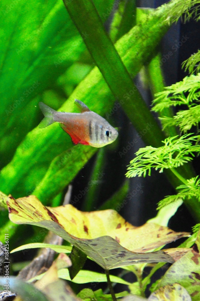 Roter von Rio Roter von Rio