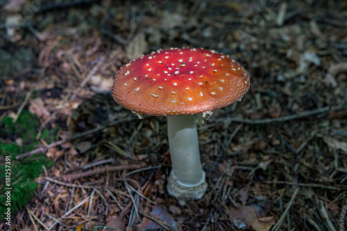 Beautiful amanita mushroom in the alpine forest. Italy.