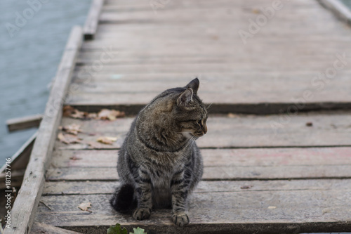Gray cat on a wooden pier