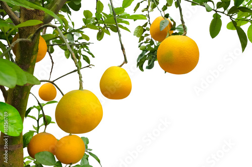 Pomelo fruit hang on the tree in garden, isolate on white background and copy space