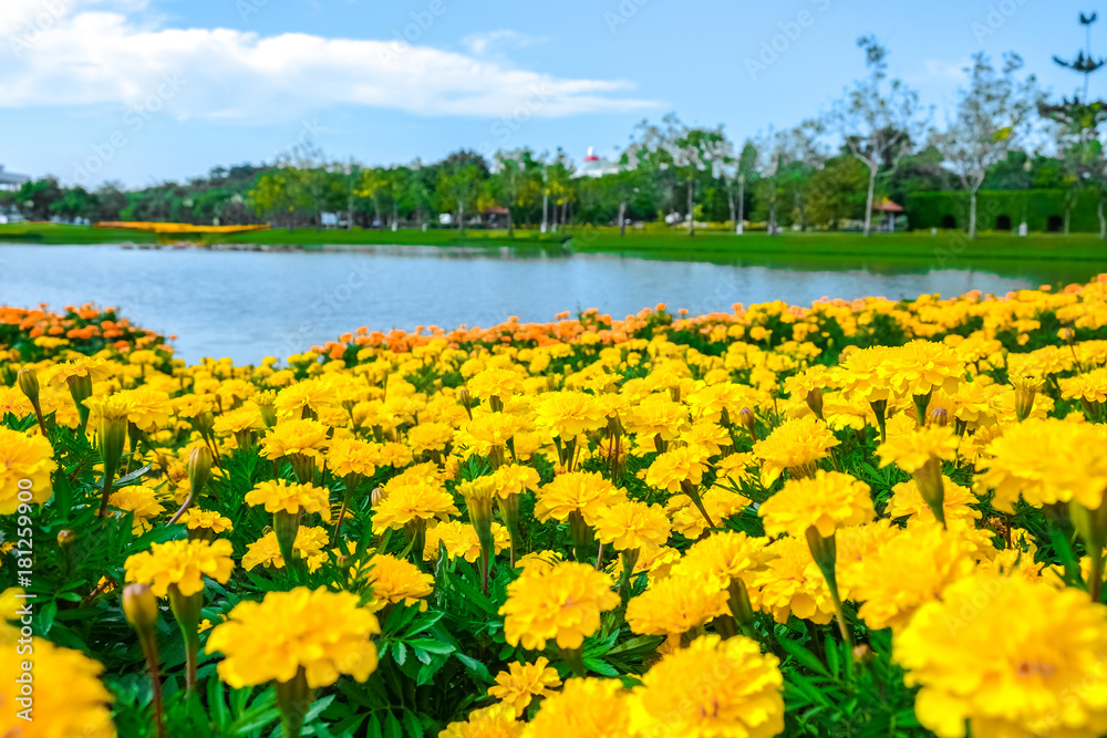 Fototapeta premium Marigolds flower and blue sky (Mexican marigold, Aztec marigold, African marigold)
