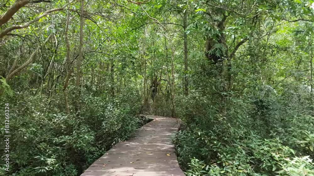 Trekking trail leading through jungle landscape of deep tropical mangrove forest with concrete walkway at Pa Phru Tha Pom Khlong Song Nam (Krabi Province, Thailand)
