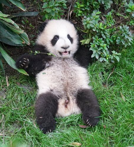 Fototapeta Naklejka Na Ścianę i Meble -  Cute baby panda playing on the ground