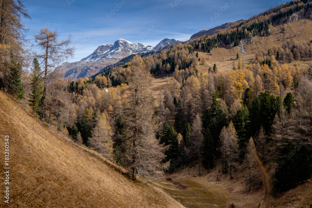 Naklejka premium Goldener Herbstwald in Silvaplana im Engadin