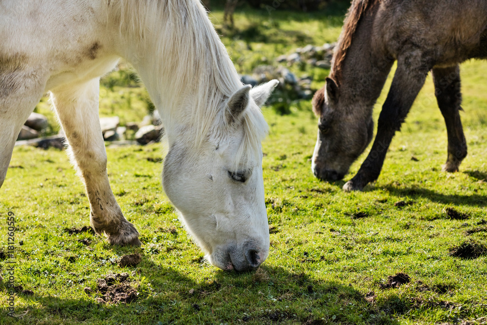 Horses near Connemara National Park, Co. Galway, Ireland are much enjoying this spectacularly beautiful part of the world Horses near Connemara National Park, Co. Galway, Ireland are much enjoying this spectacularly beautiful part of the world