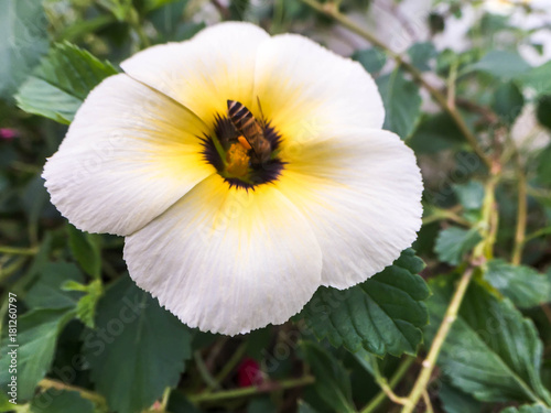 Closeup bee on white flower