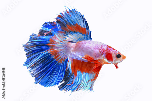 Wall Mural Halfmoon Siamese Fighting Fishes Isolated on White Background, Clipping path