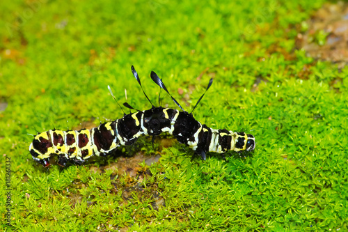 Hairy Caterpillar bug