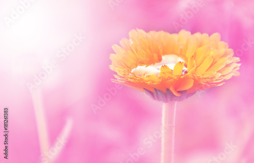 Delicate orange calendula blossom with drops of water on a gentle soft pink background close up.