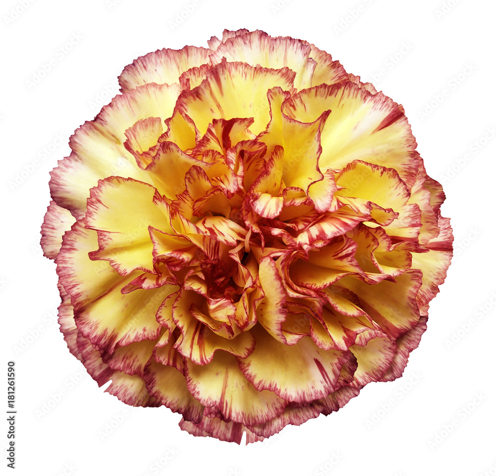Flower yellow-red carnation on a white isolated background with clipping path. Closeup. No shadows. For design. Nature. Flower yellow-red carnation on a white isolated background with clipping path. Closeup. No shadows. For design. Nature.