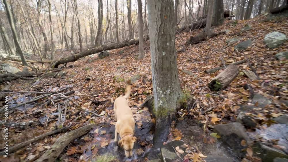 Mature blonde caucasian woman hiking on a wooded mountain trail wearing gloves, headband and jacket crossing a creek with a blonde labrador retriever dog. Mature blonde caucasian woman hiking on a wooded mountain trail wearing gloves, headband and jacket crossing a creek with a blonde labrador retriever dog.