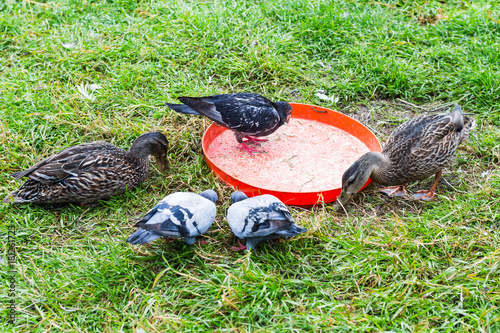 pigeons and ducks un city park in Reykjavik photo