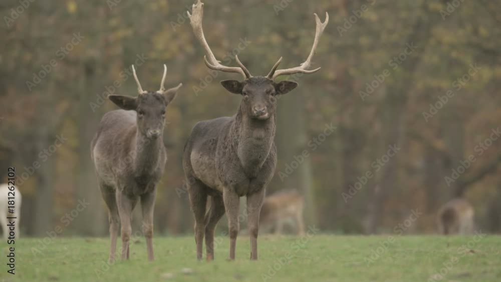 fallow deer in autumn - available in 5k red epic footage fallow deer in autumn - available in 5k red epic footage