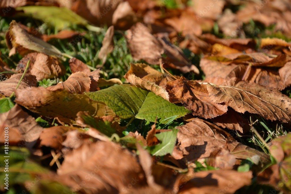 Leaves background and texture. Yellow autumn leaves. Leaves background and texture. Yellow autumn leaves.