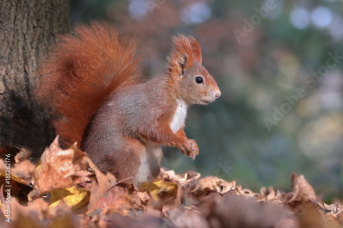 Art view on wild nature. Cute red squirrel with long pointed ears eats a nut in autumn orange scene with nice deciduous forest in the background. Wildlife in November forest. Squirrel in habitat.